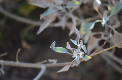 Encelia farinosa