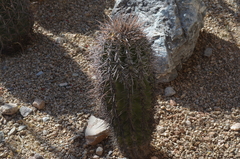 Carnegiea gigantea