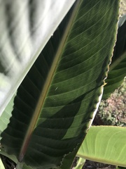 Strelitzia reginae