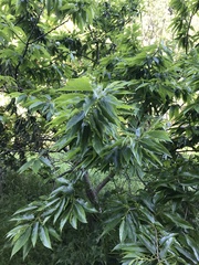 Castanea crenata