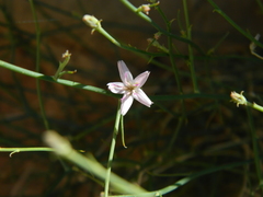 Stephanomeria tenuifolia