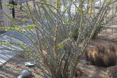 Fouquieria splendens