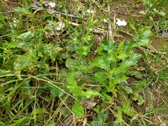 Nicotiana plumbaginifolia