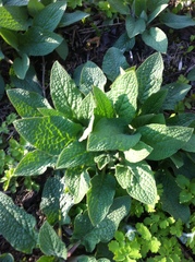 Symphytum caucasicum