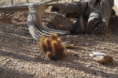 Echinocereus engelmannii engelmannii