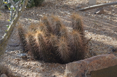 Echinocereus engelmannii engelmannii