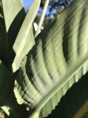Strelitzia reginae