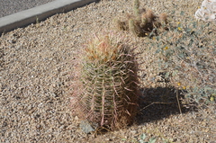 Ferocactus cylindraceus