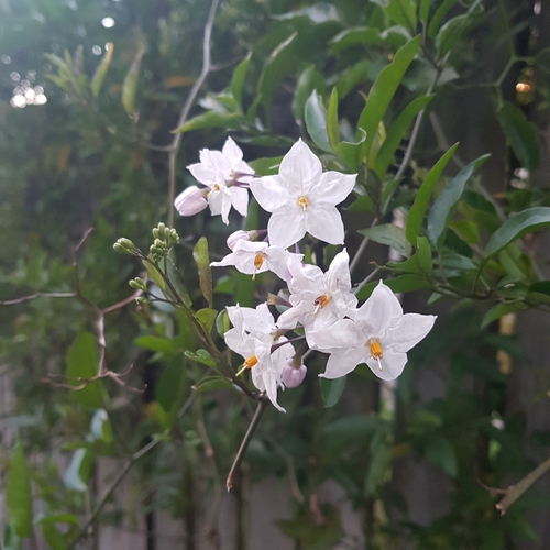Solanum laxum
