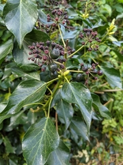 Hedera helix