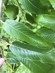 Castanea crenata
