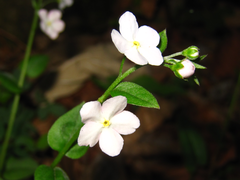 Trigonotis radicans sericea