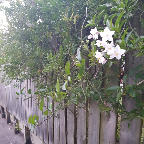 Solanum laxum