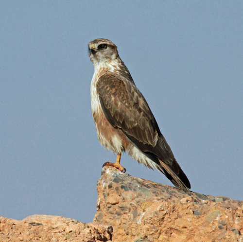 Long-legged Buzzard