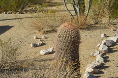 Ferocactus cylindraceus