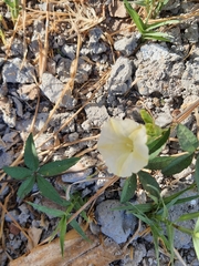 Distimake quinquefolius