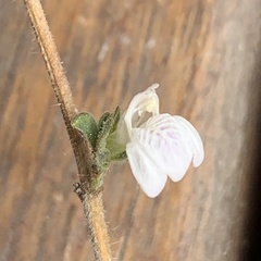 Justicia divaricata