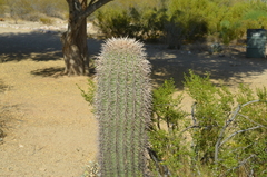 Carnegiea gigantea