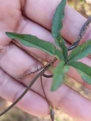Distimake quinquefolius