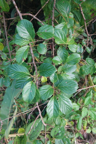 Actinidia rufa iNat (2)