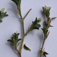 Justicia divaricata