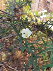 Distimake quinquefolius