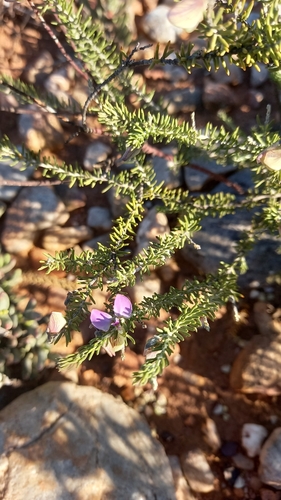 Image of Donkey Falsepea (Polygala teretifolia) by (c) kevin koen, some rights reserved (CC BY-SA)