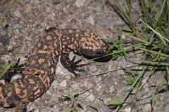 Heloderma suspectum suspectum