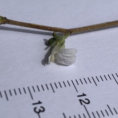 Justicia divaricata