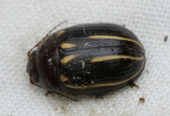 Paropsisterna lineata