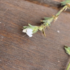 Justicia divaricata