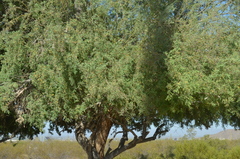 Prosopis