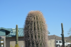 Carnegiea gigantea