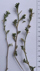 Justicia divaricata