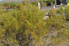 Larrea tridentata