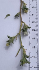 Justicia divaricata