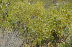 Larrea tridentata