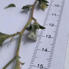 Justicia divaricata