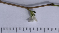 Justicia divaricata
