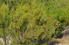Larrea tridentata