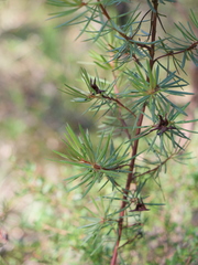 Gompholobium grandiflorum