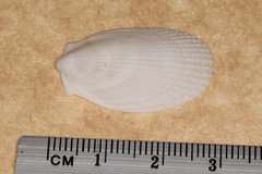 Limatula strangei