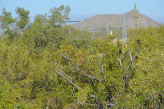 Larrea tridentata