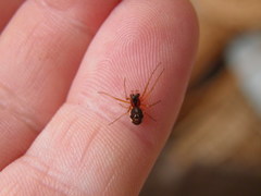 Pachygnatha listeri