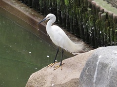 Egretta garzetta