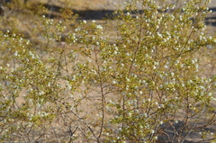 Larrea tridentata