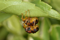 Agomadaranus pardaloides