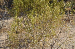 Larrea tridentata
