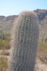 Carnegiea gigantea