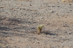 Cylindropuntia